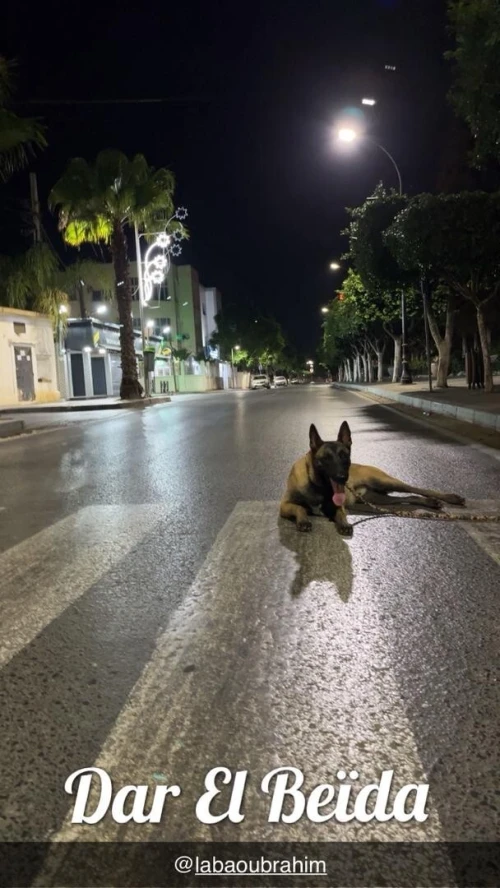 2 chien malinois 