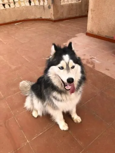 Husky female 