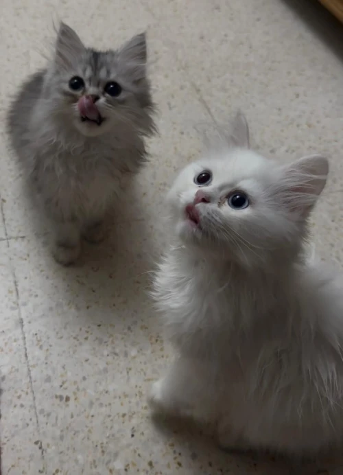 chatons persan de deux mois