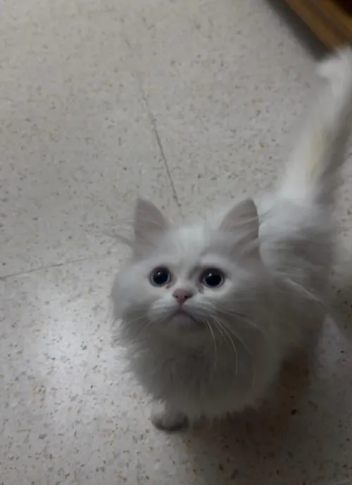 chatons persan de deux mois