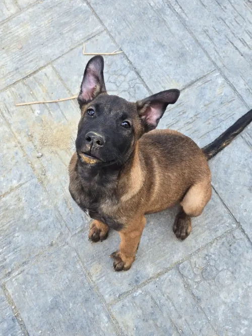 Malinois 