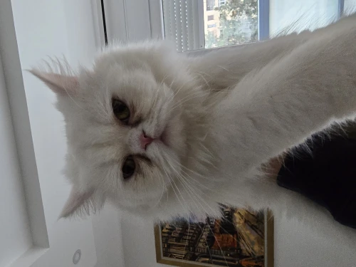 Chat persan picky face blanc