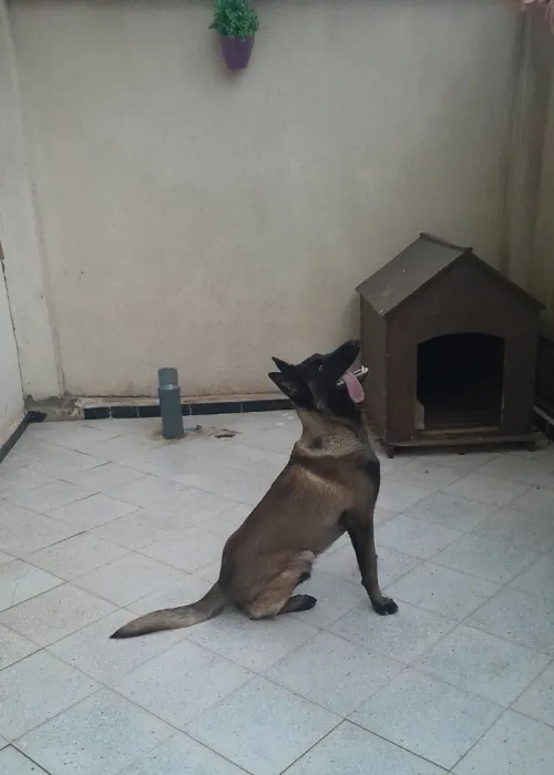 Malinois