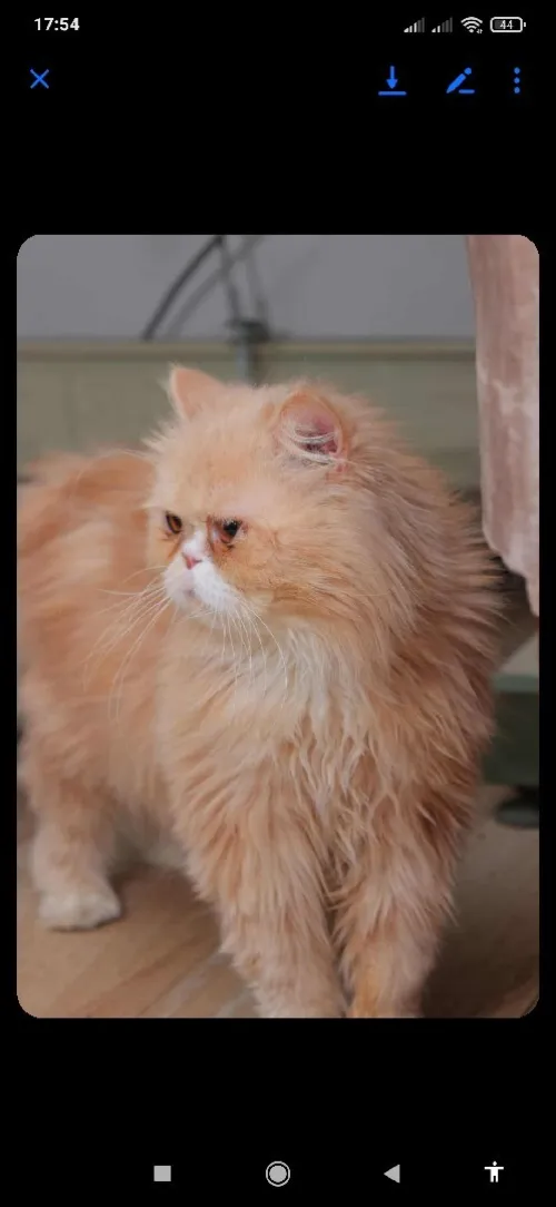 Chat persan peke face 