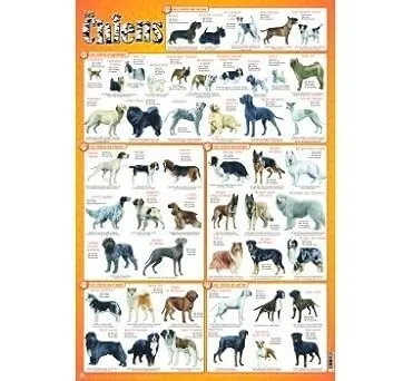 Posters à thèmes