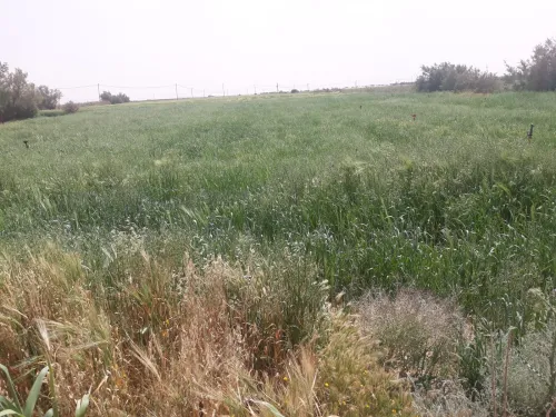 Vente Terrain Naâma Mecheria