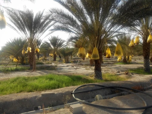 Vente Terrain Agricole Biskra Lichana