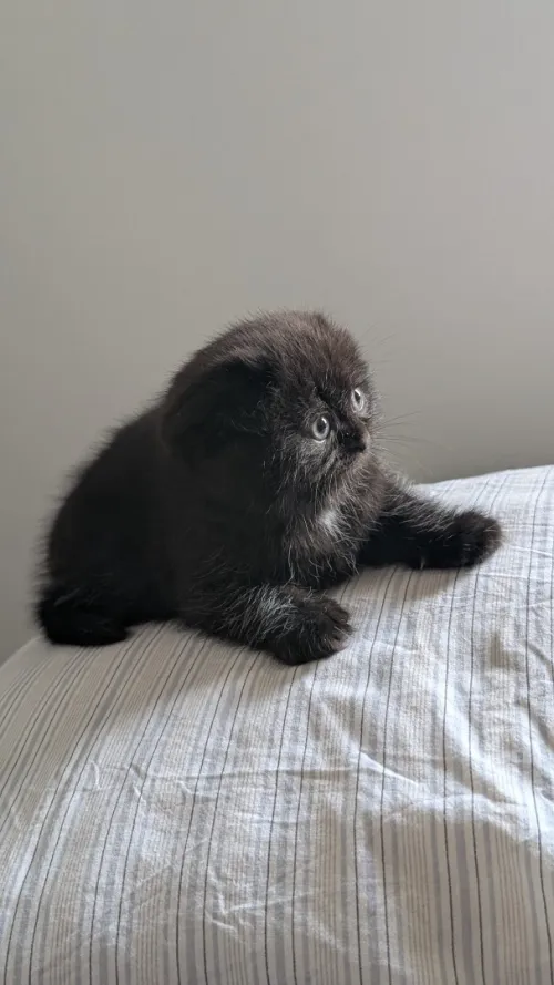 British Scottish fold Shorthair