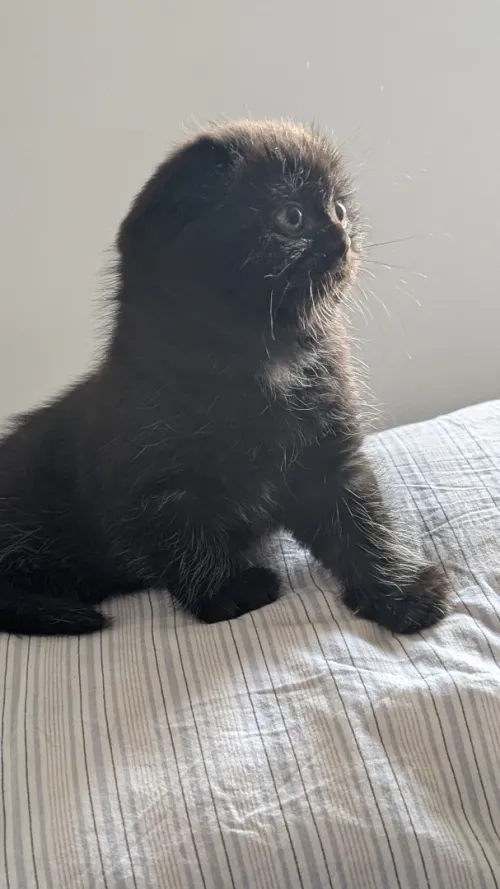 British Scottish fold Shorthair