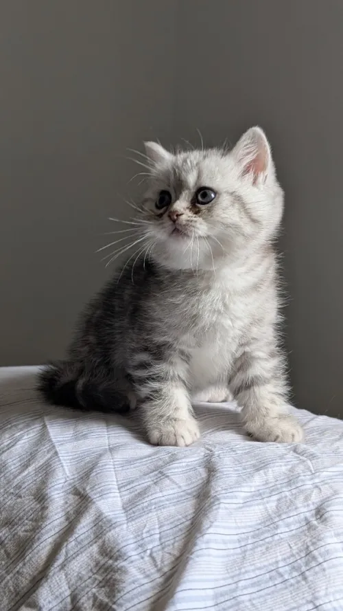 British Scottish fold Shorthair