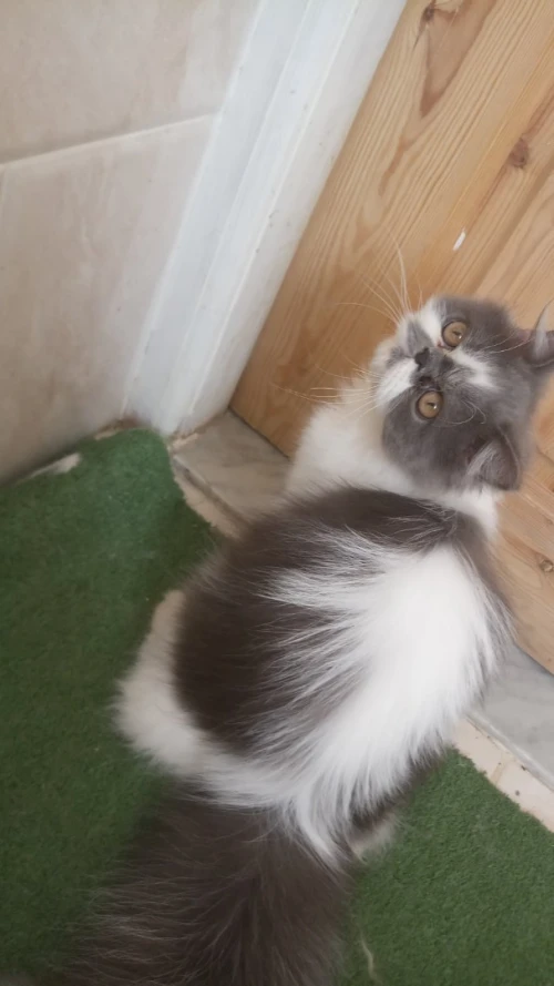 Chat Persan Himalayen
