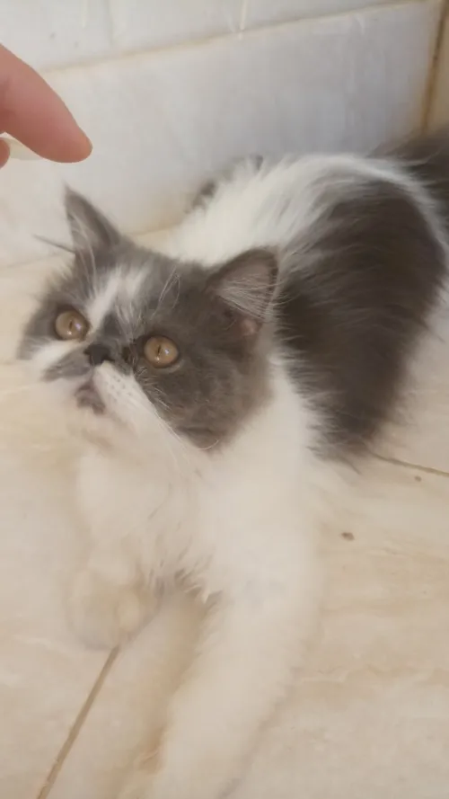 Chat Persan Himalayen