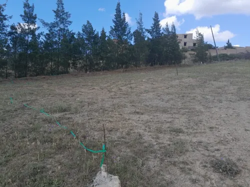 Vente Terrain Blida Bougara