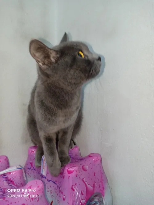 Chat femelle bleu russe