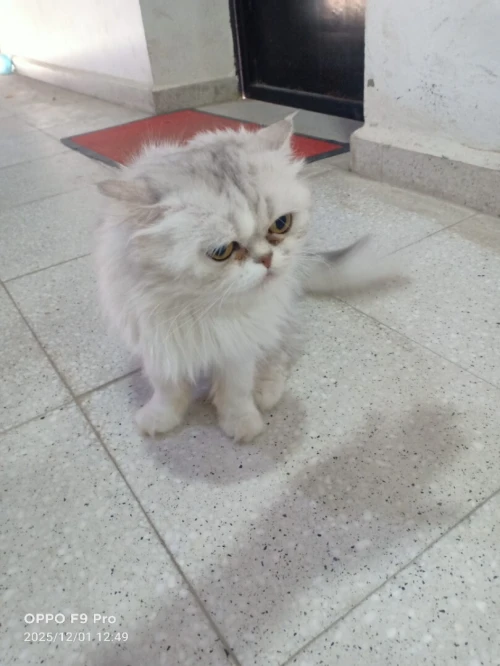 chat persan picky face