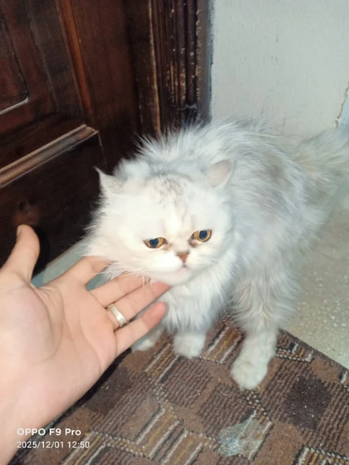 chat persan picky face