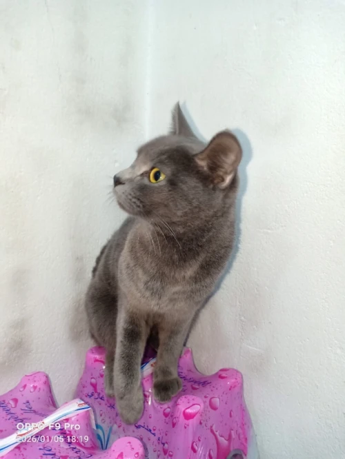Chat femelle bleu russe