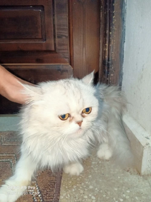 chat persan picky face