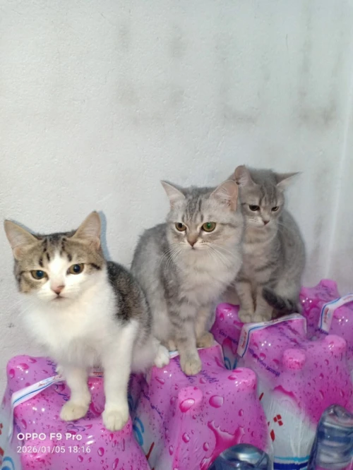 3 chats