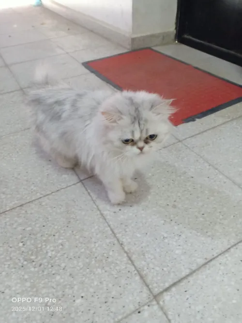 chat persan picky face