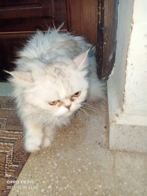 chat persan picky face