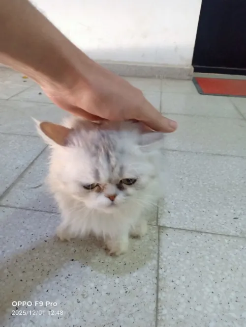chat persan picky face