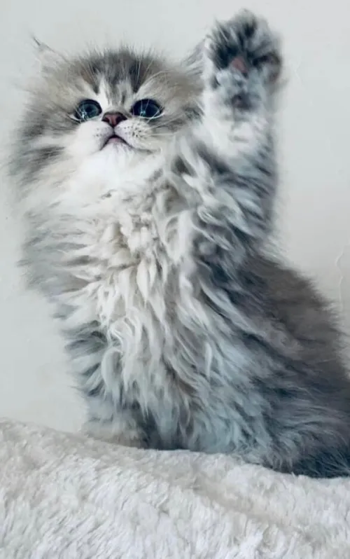 Chats Persan