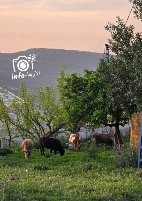 Vente Terrain Blida Djebara