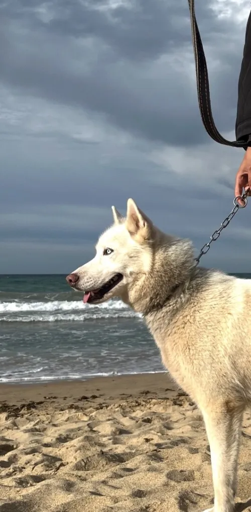 Husky femelle 