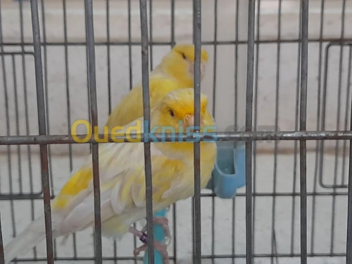 Canari satiné yeux rouge bagé 2021