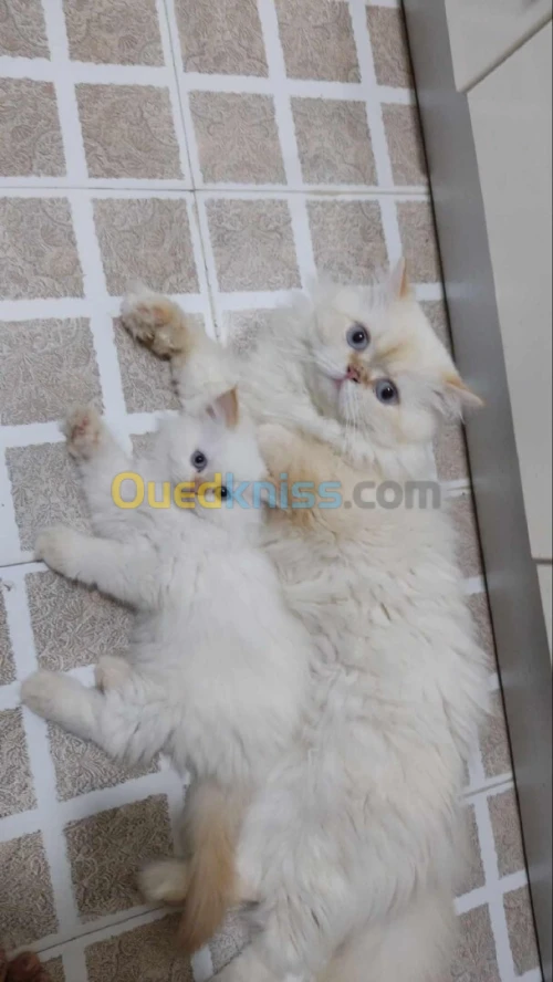 Chat persan chirazi