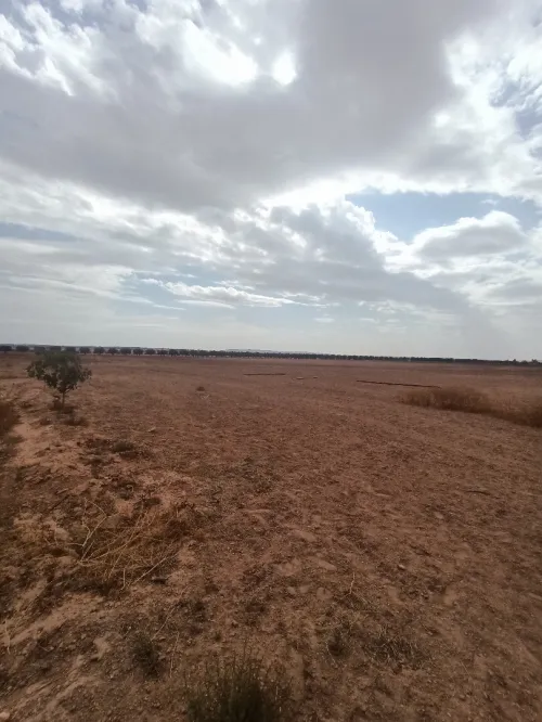 Vente Terrain Agricole Sidi Bel Abbès Belarbi
