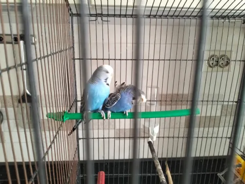 Couple perruches type anglais avec une grande cage en Cadeau 