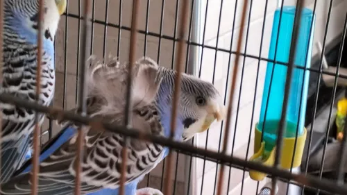 Couple perruches type anglais avec une grande cage en Cadeau 