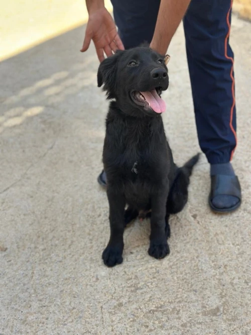 Chien labrador 