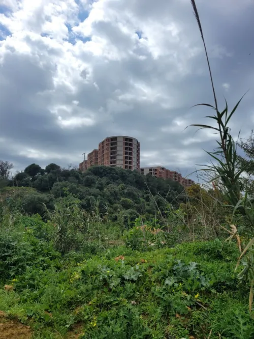 Vente Terrain Tipaza Kolea