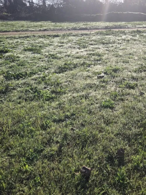 Vente Terrain Annaba Sidi amar
