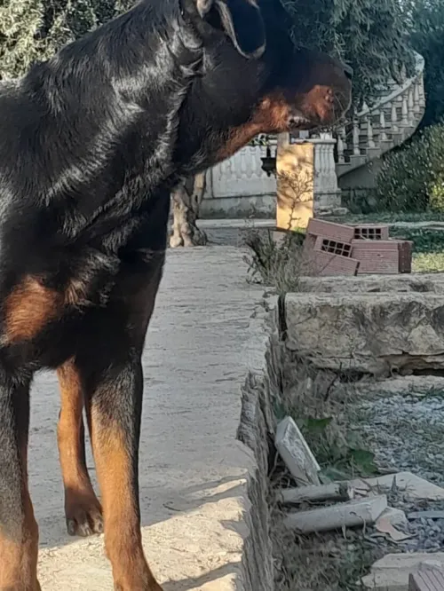 Chiot rottweiler