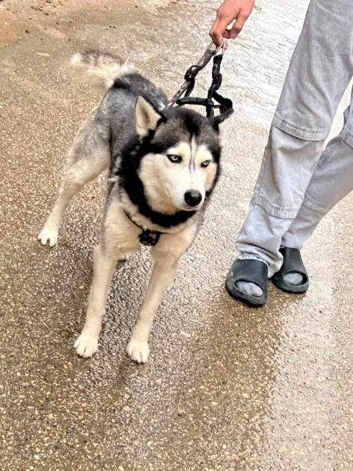 Husky seberian 8mois