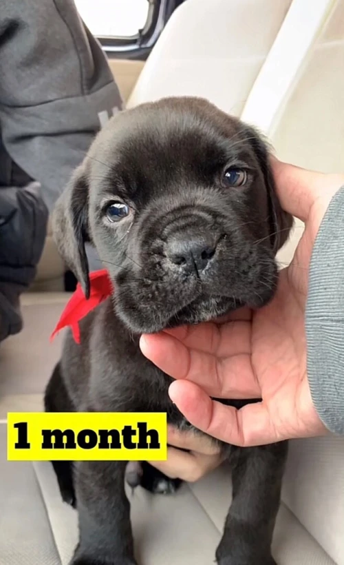 Cane corso