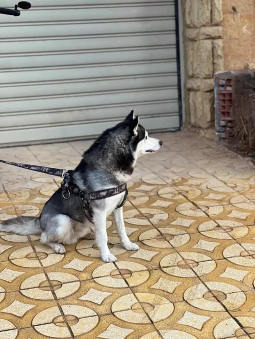 Huski seberian