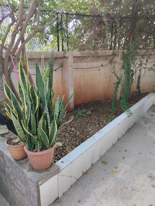 Location Villa Alger El biar