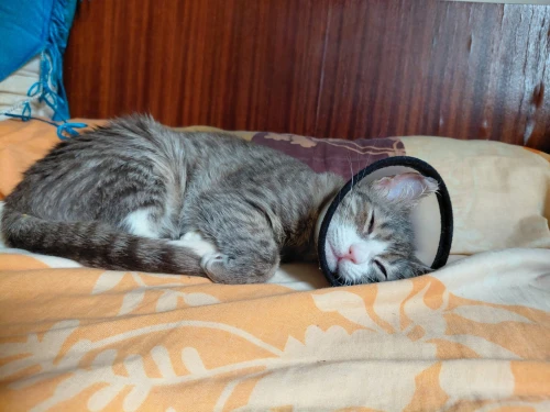 Chatte de 7mois a adopter
