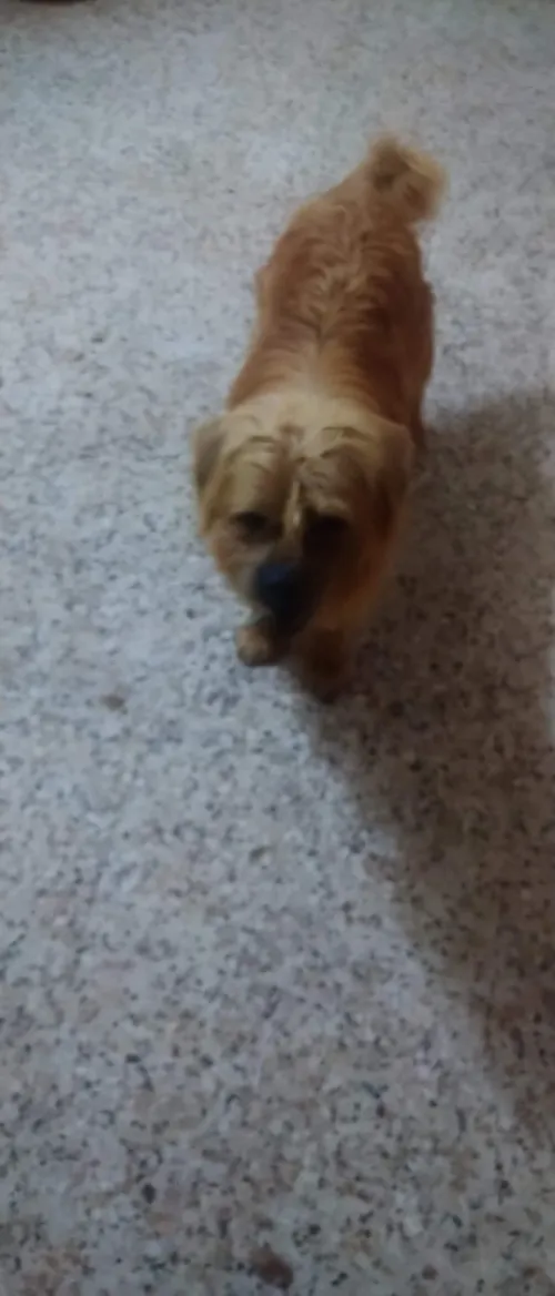 Chien berger basque croisé chawchaw