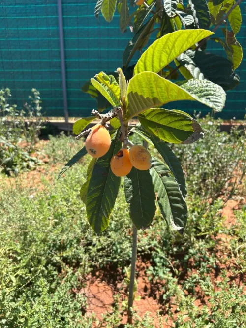 Vente Terrain Aïn Defla Khemis miliana