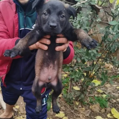 chiots malinois charbonné