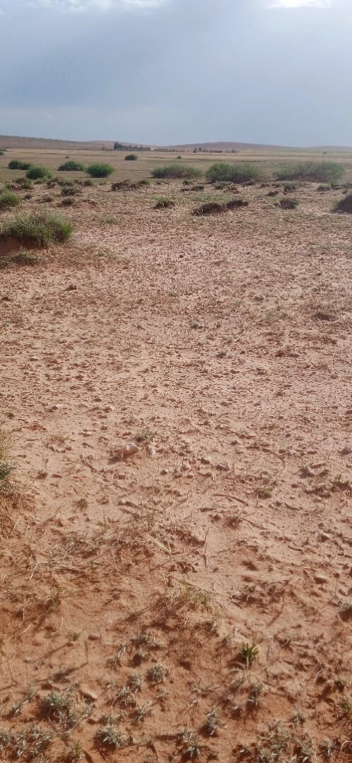 Vente Terrain Agricole Djelfa Had sahary