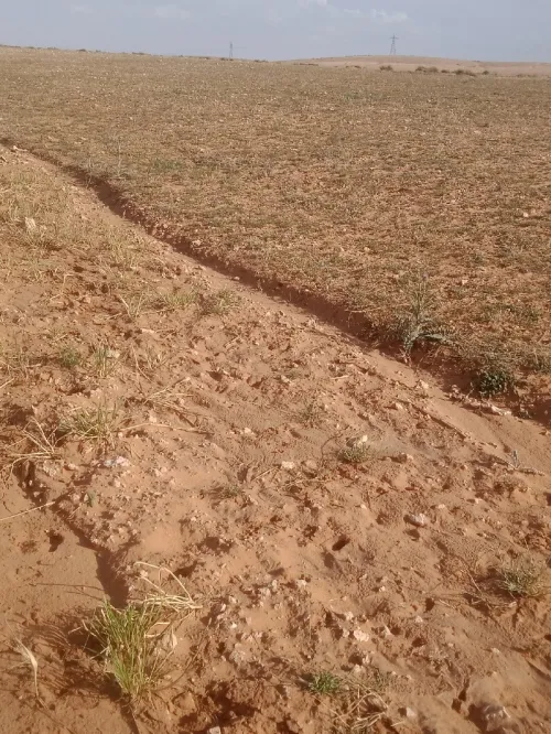 Vente Terrain Agricole Djelfa Had sahary