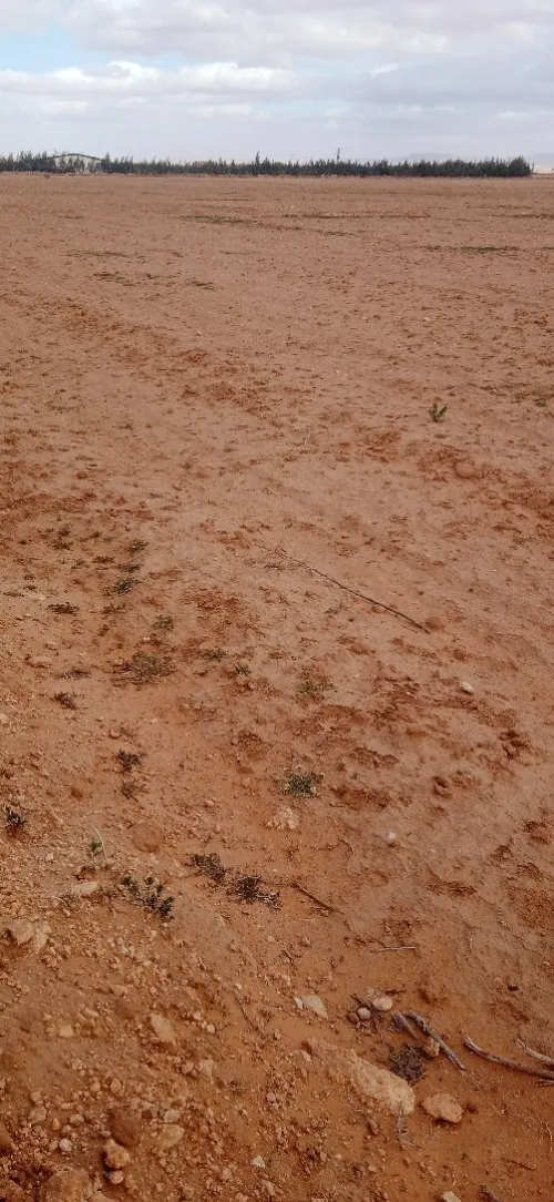 Vente Terrain Agricole Djelfa Had sahary
