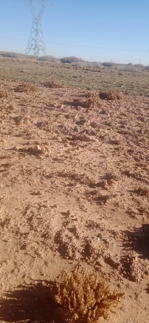 Vente Terrain Agricole Djelfa Benhar